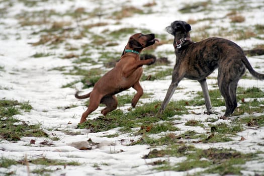 Fun in the snow 7