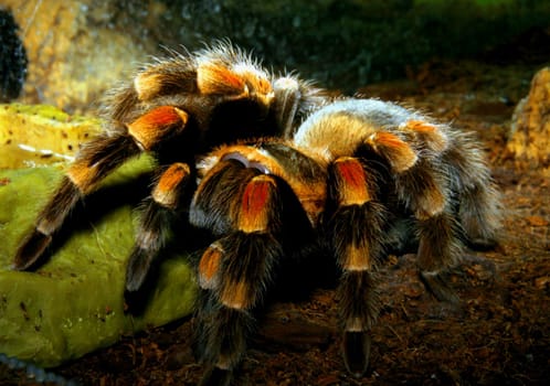 Tarantula