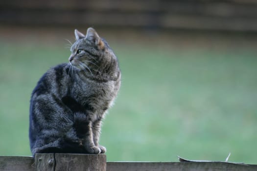 Sentry