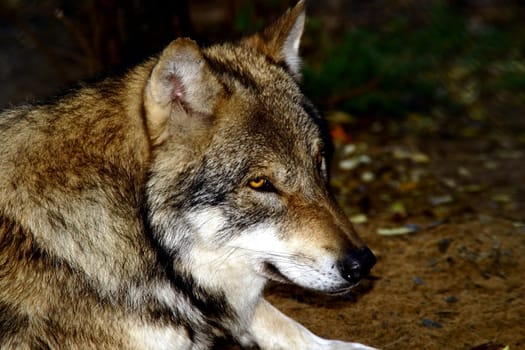 Miss Wolf 2005