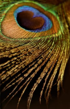 DECORATE WITH FOREIGN FEATHERS
