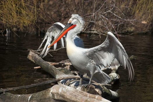 Dalmatian Pelican 01
