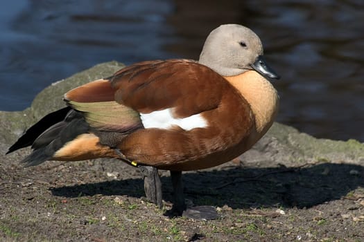 Duck 10