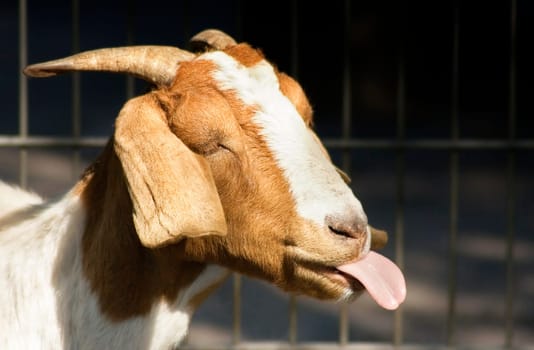 Goat I