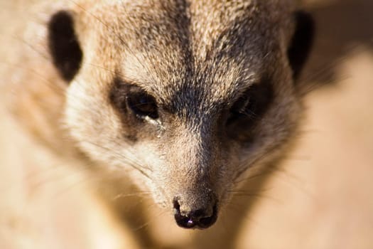 Meerkat I