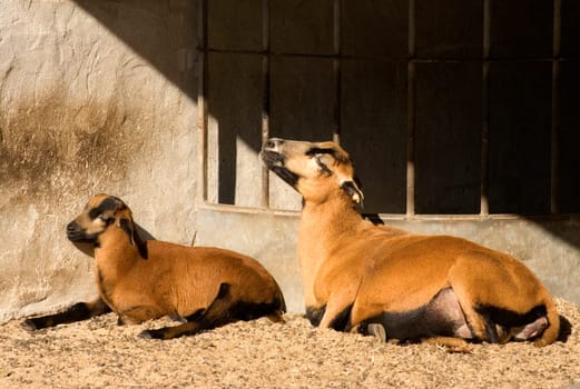 Sunbathing I