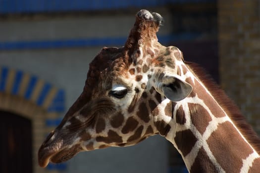 Giraffe 01