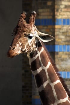 Giraffe 02