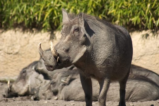 Warthog 01
