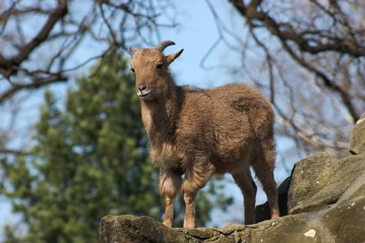 Mountain Goat 01