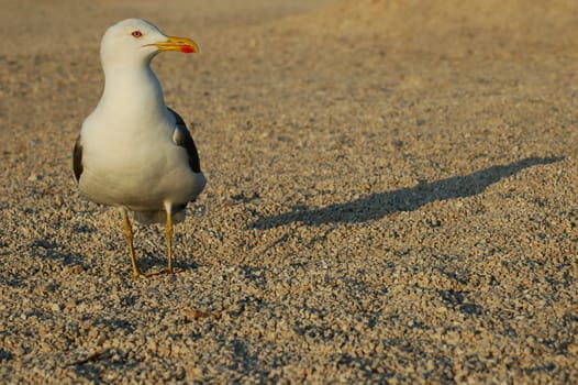 Shadow Seagull