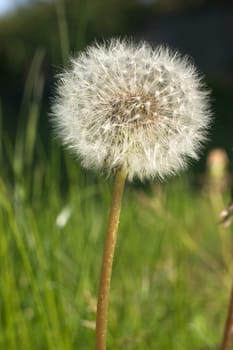 Dandelion 01
