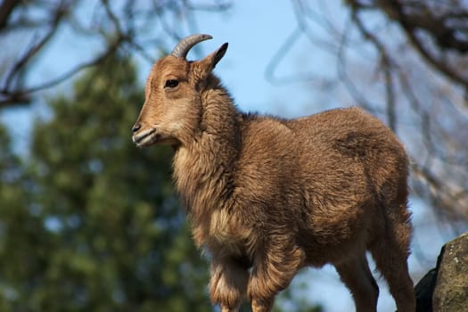 Mountain Goat 02