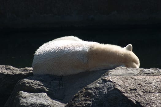 Polar bear