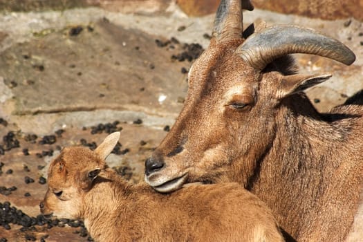 Goat with cub