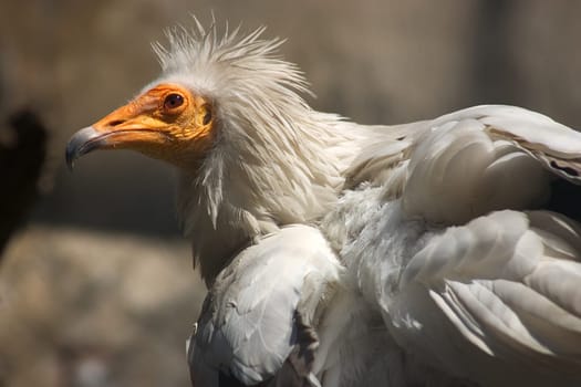 Egyptian vulture