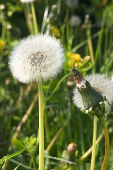 Dandelion 02