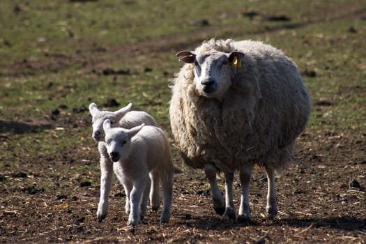 Sheep with Easter lambs