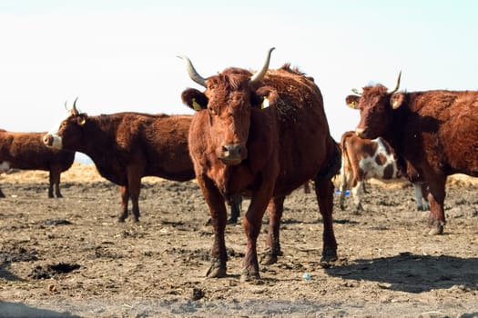 In the pasture