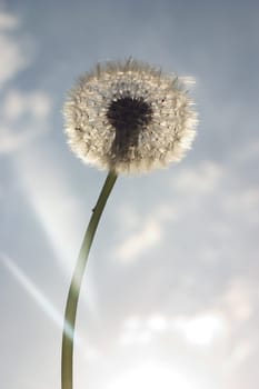 Dandelion 04