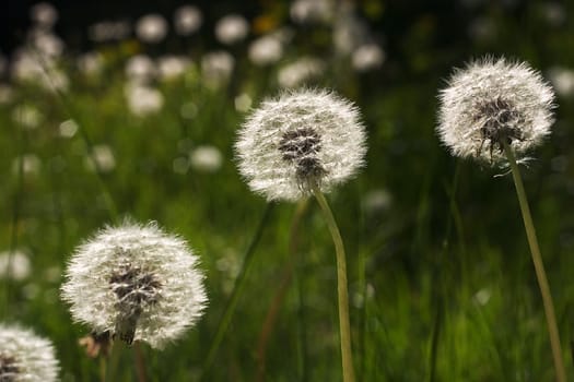 Dandelion 03