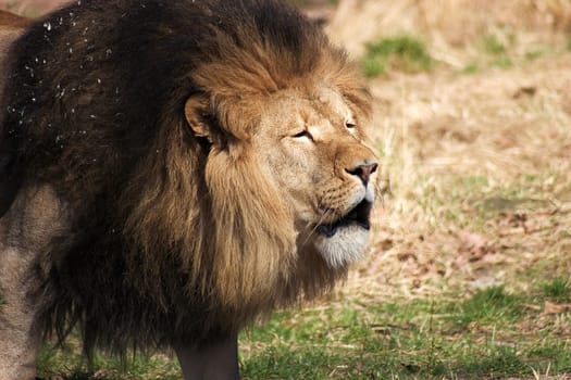 Lion