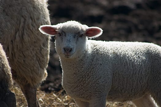 Easter Lamb