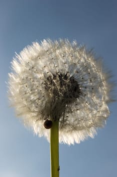 Dandelion 05