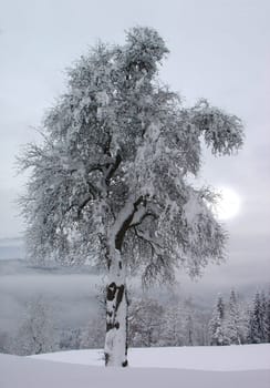 At an altitude of 1100 m above Lake Millstatt (Nov. 2005)