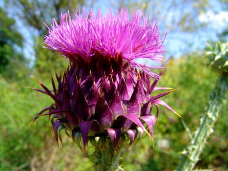 The Mother Flower