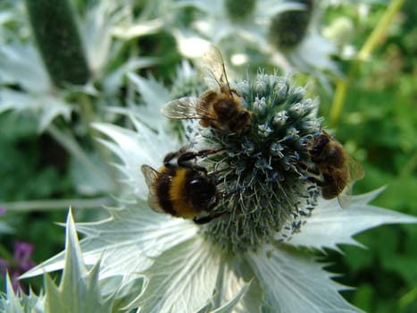 Insects Meeting
