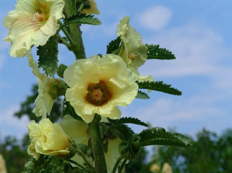 Yellow flowers