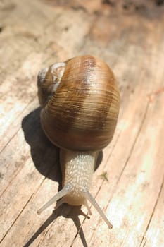 Snail 03