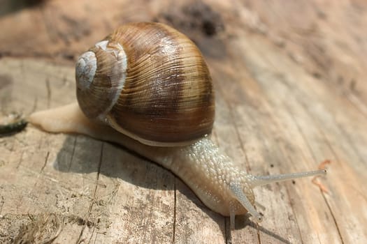 Snail 02
