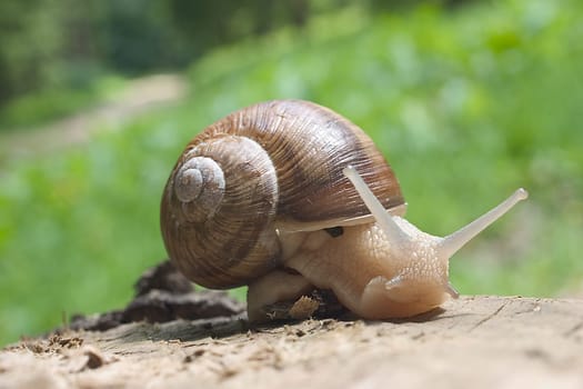 Snail 01