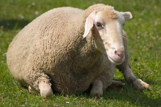 Lying sheep