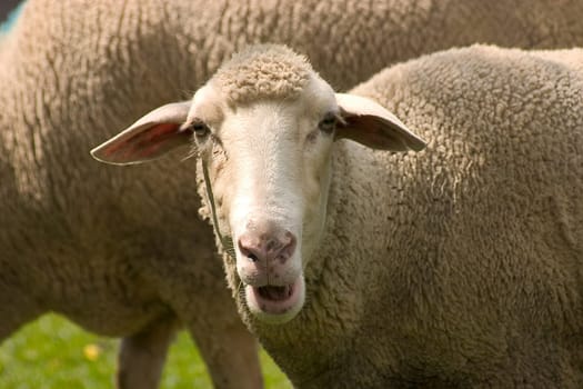 Flock of sheep 07