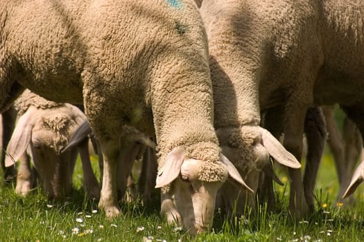 Flock of sheep 06