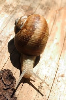 Snail 04