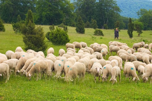Flock of sheep 02