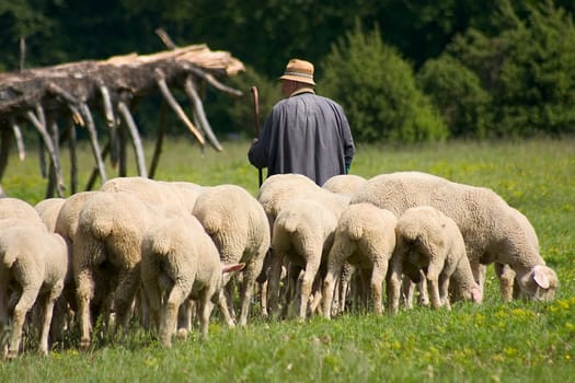 Sheep with shepherd