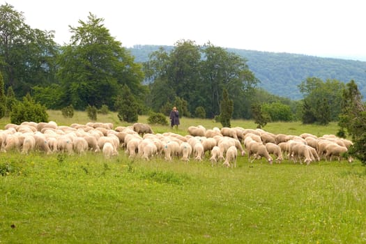 Flock of sheep 01