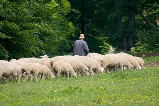 Shepherd with flock