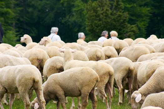 Flock of sheep 04
