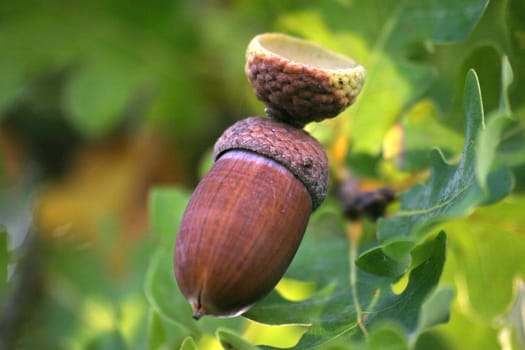 Close-up of an acorn