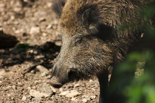 Wild Boar 03
