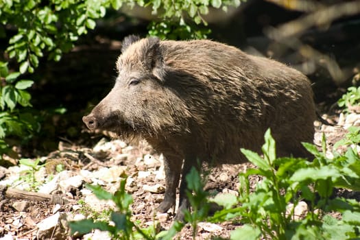 Wild Boar 02
