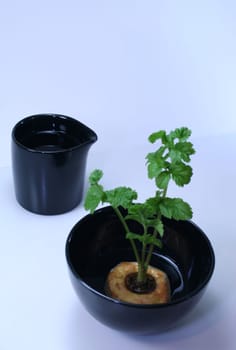 The last slice of this parsnip,placed in water,knocks out again. The power of nature,the power of water