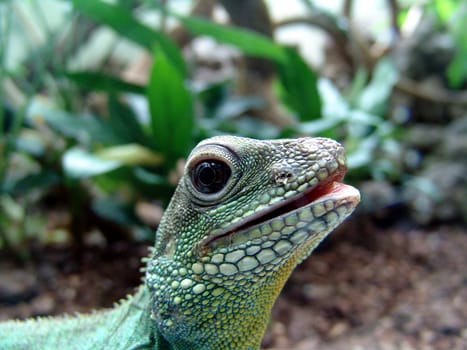 Exe or lizard