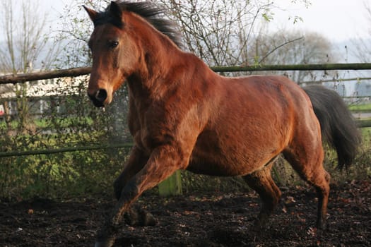 after a week's ban on racing (prescribed by the veterinarian),Goli was able to let the "the animal with the 3 letters"" out again. I know there is not enough space at the top and bottom,but he came so fast to me that I could only release ... man/woman may"